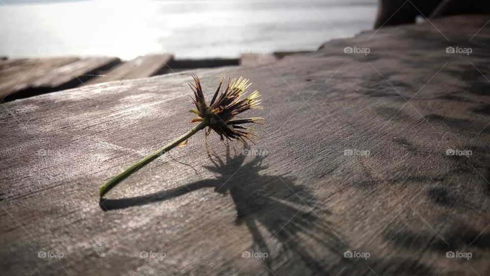 Seeds