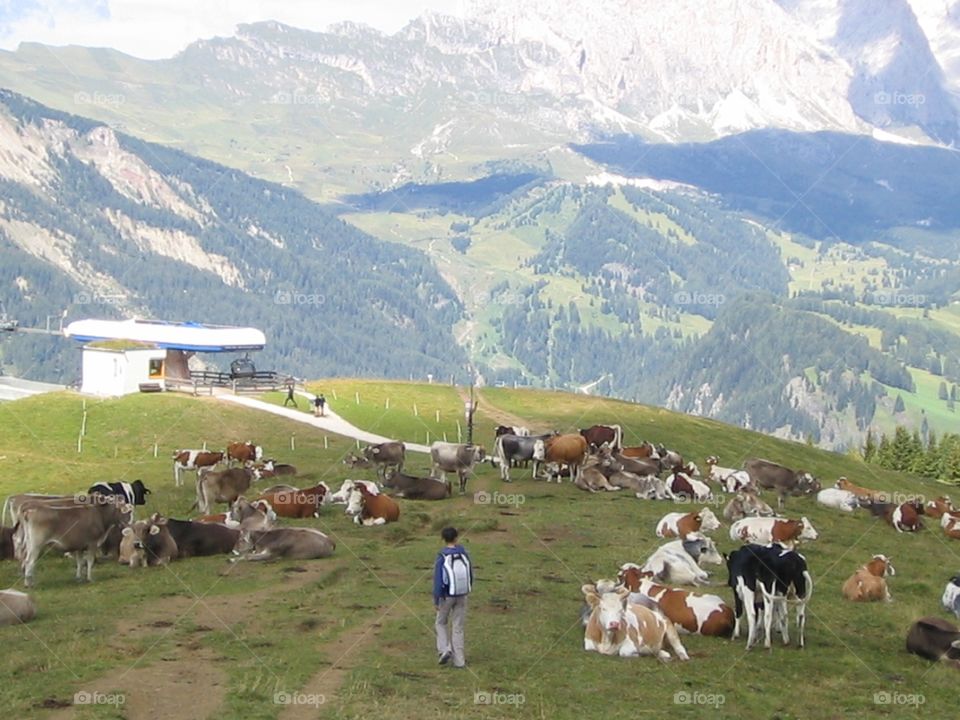 Walking across cows. Cows rest in open field,Dolomiti,Italy