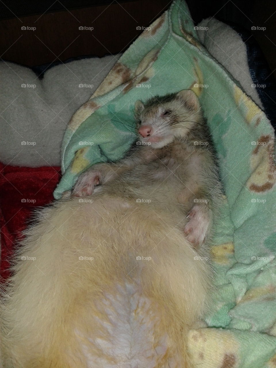 Sleepy Ferret