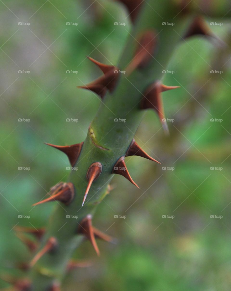 Rose tree. garden storie