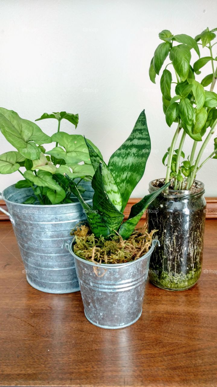 House plants in rustic pots.
