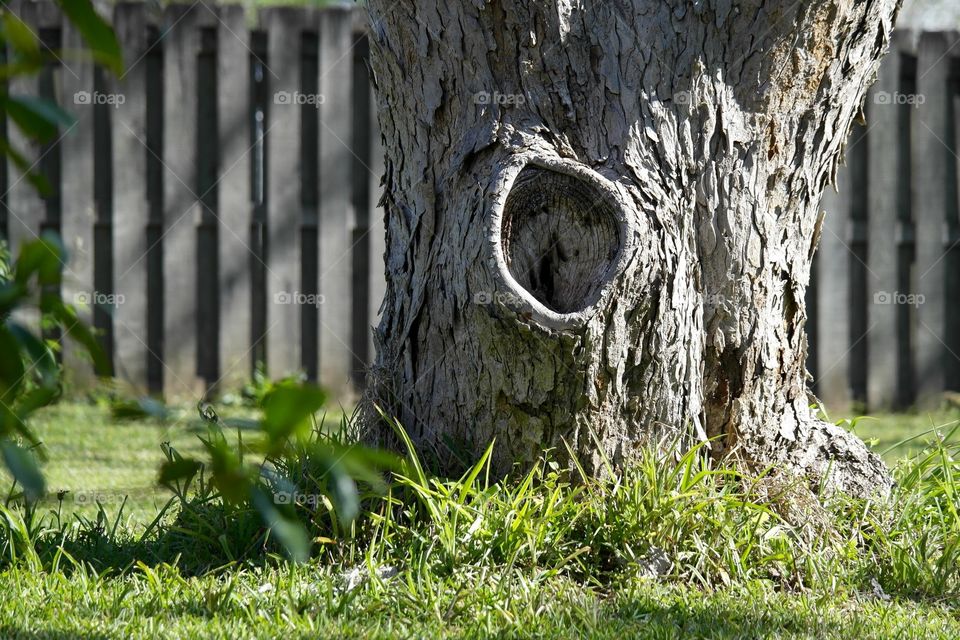 Old pecan tree Fairhope Alabama