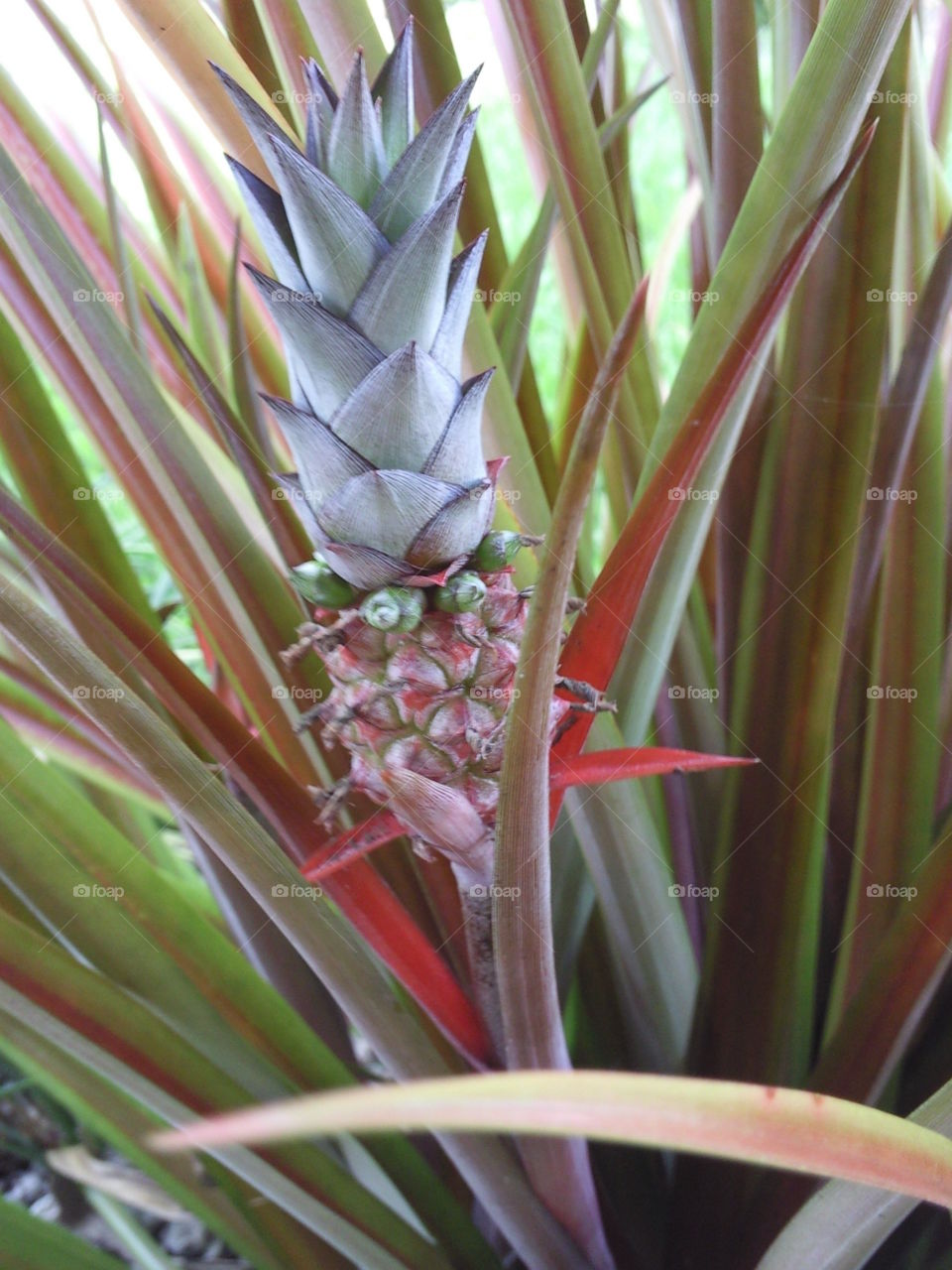 pineapple. potted pineapple