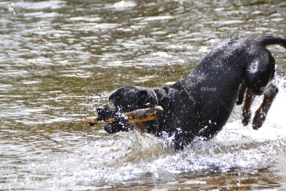 Dog jumping in Water