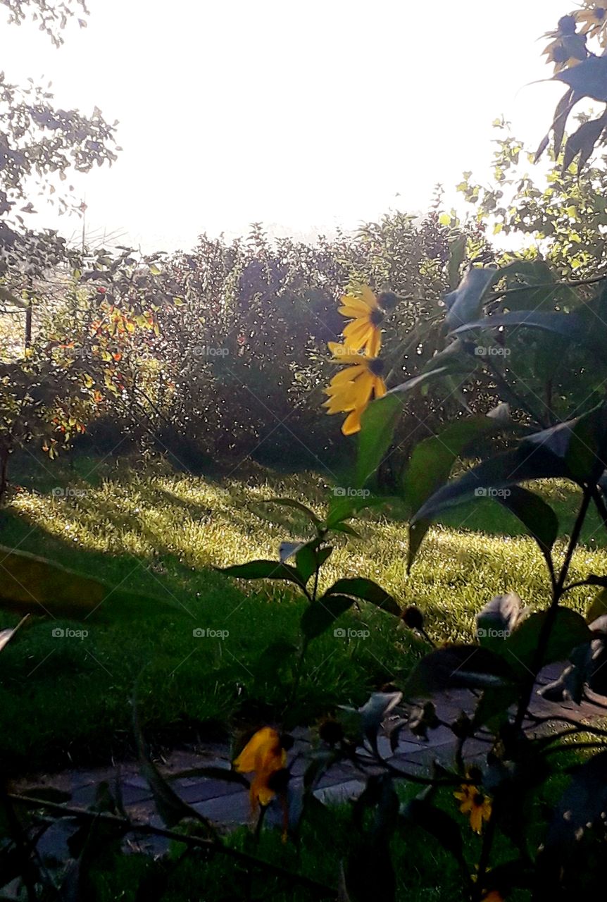 long shadows in a garden early in the morning