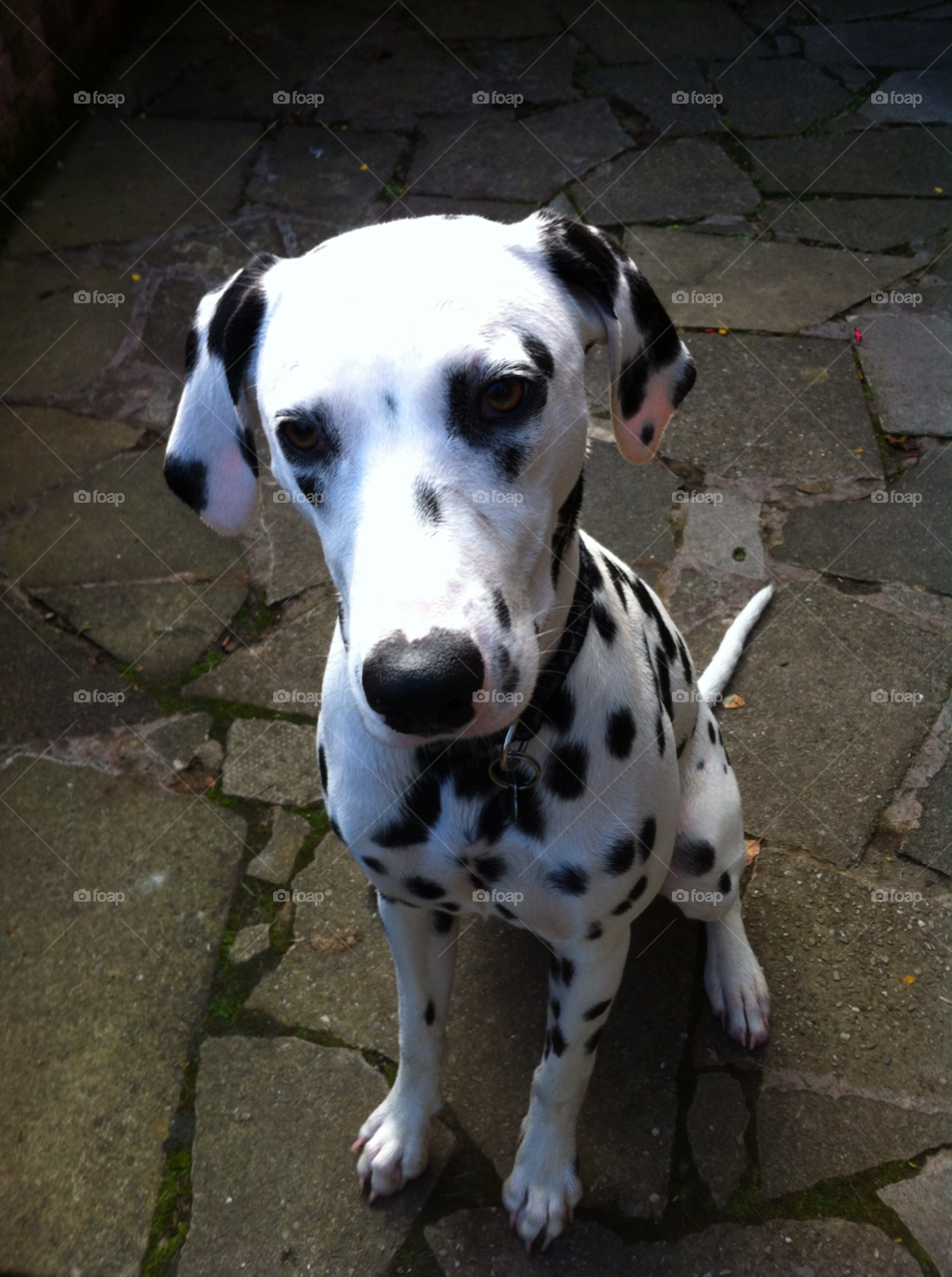 dalmatian millie posing for the camera millie waiting for a treat dog by taffy