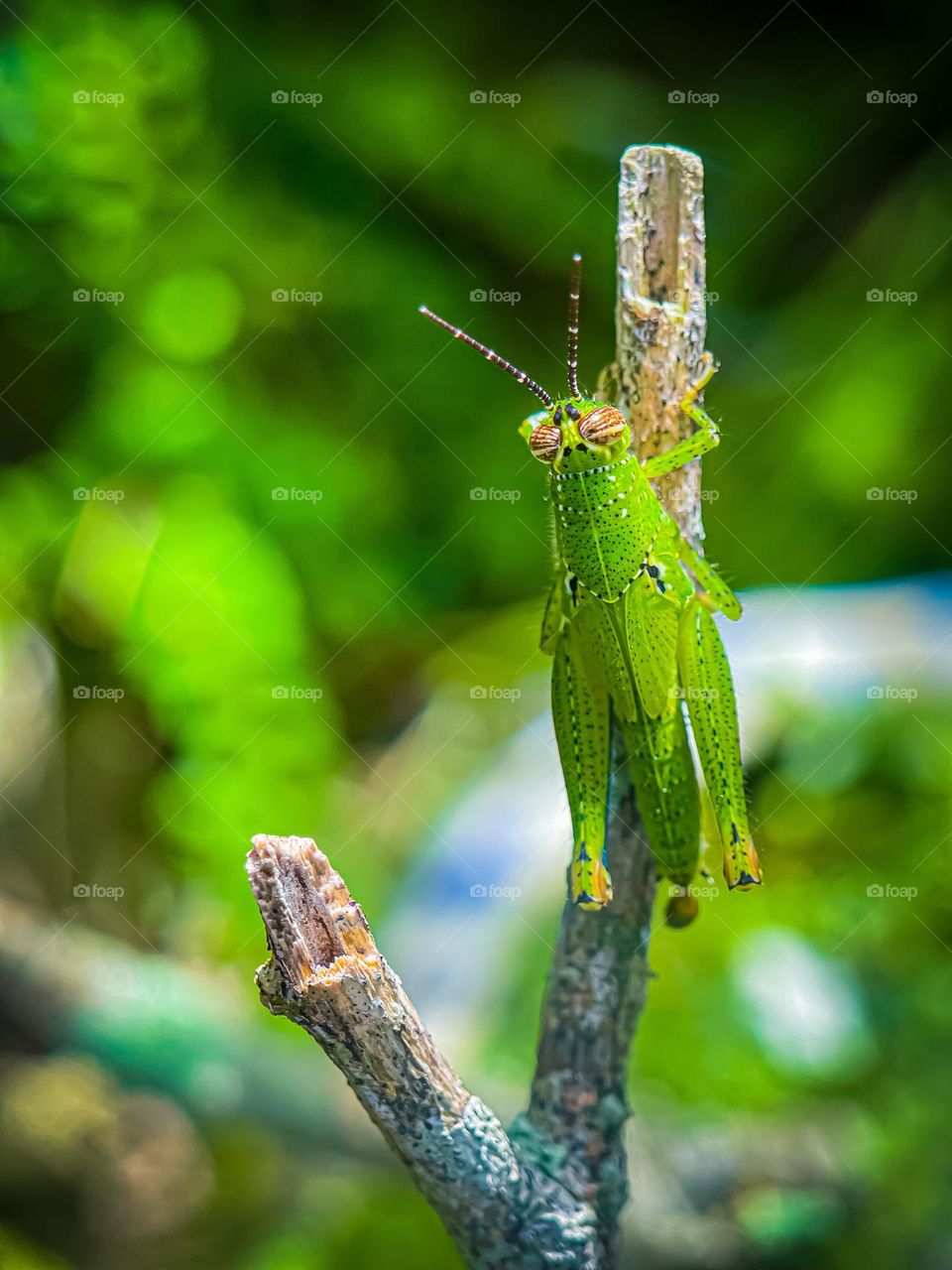 A small green grasshopper on a twig in macro view and blurry background 