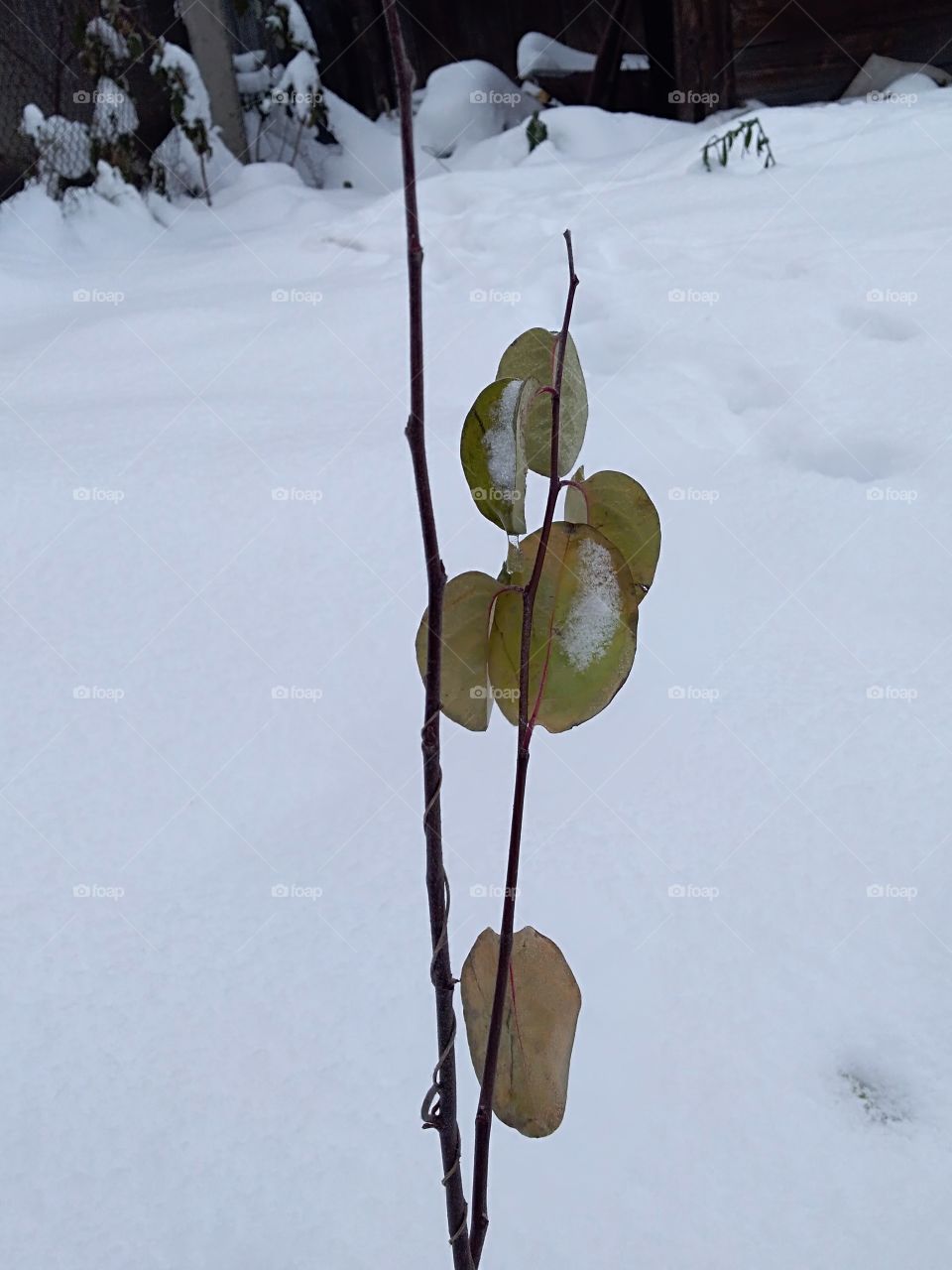 little quince under snow