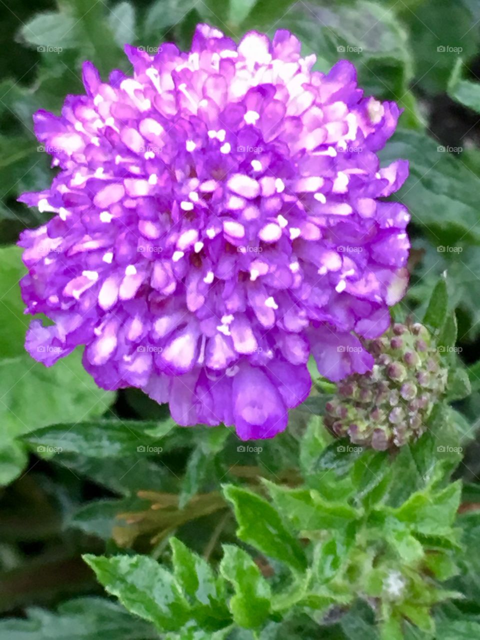 Purple flower 
