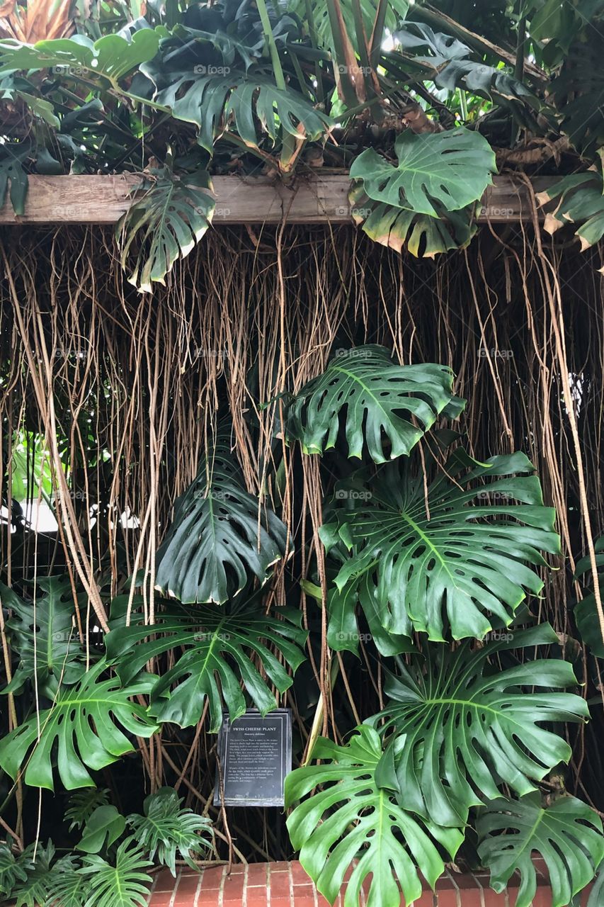 Monstera Deliviosa