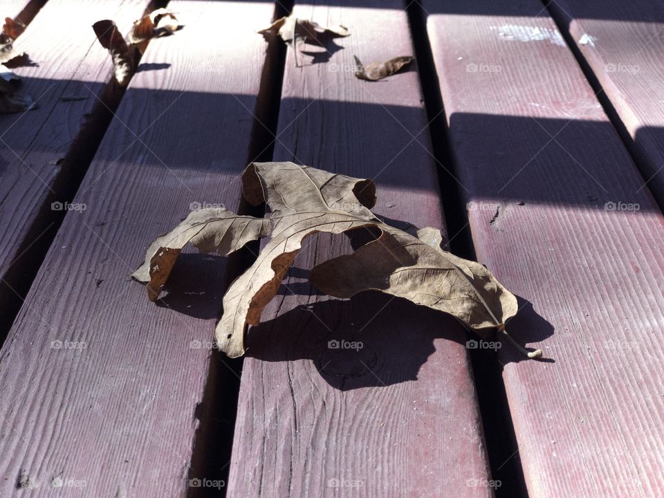 Dry leaves low angle view on wooden plank floor