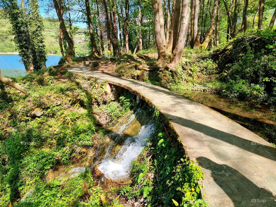 Forest pathway