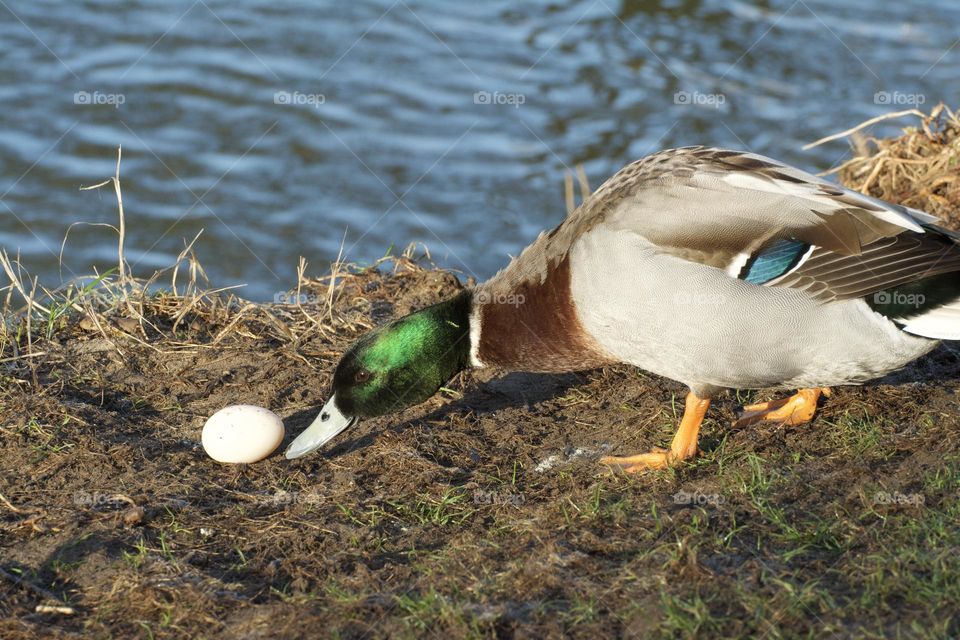 A duck with a egg