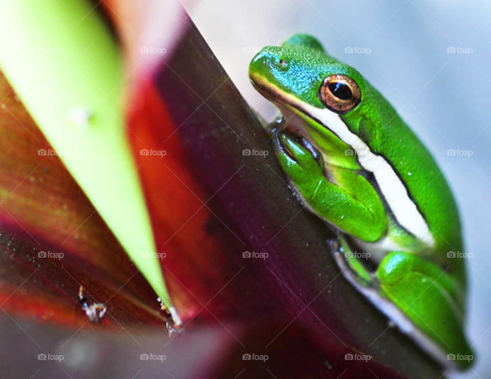 nature frog amphibian by lightanddrawing