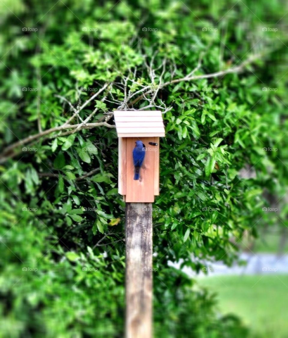birdhouse