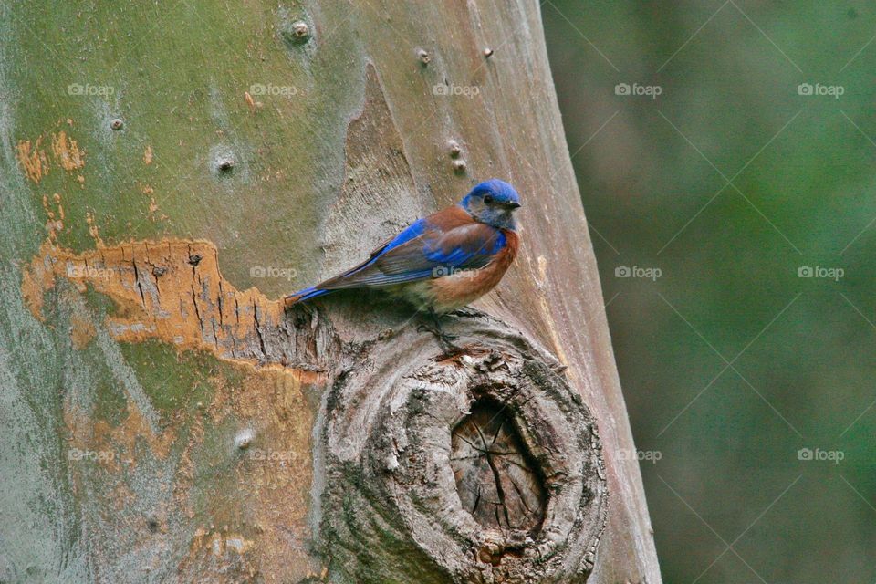 Blue bird on tree