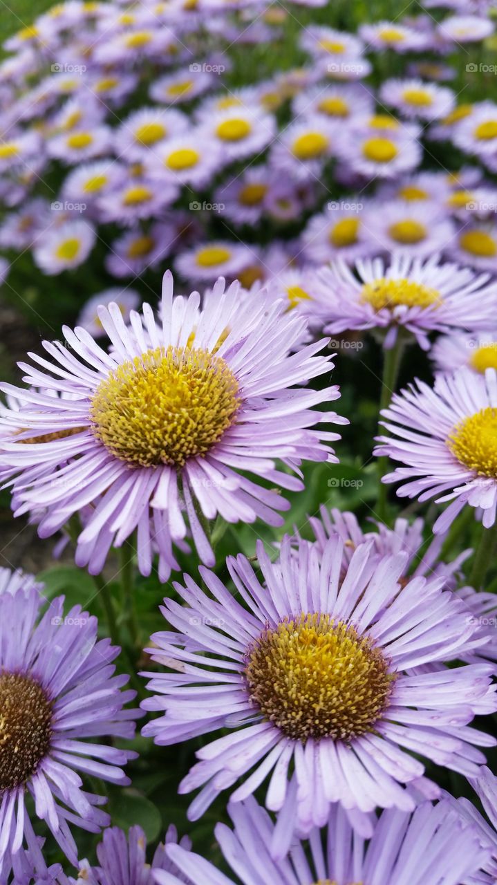 Pink bloom with yellow center