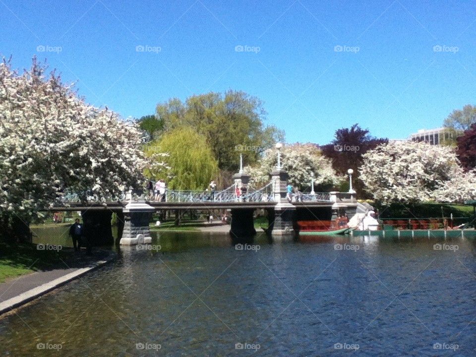 Boston Common