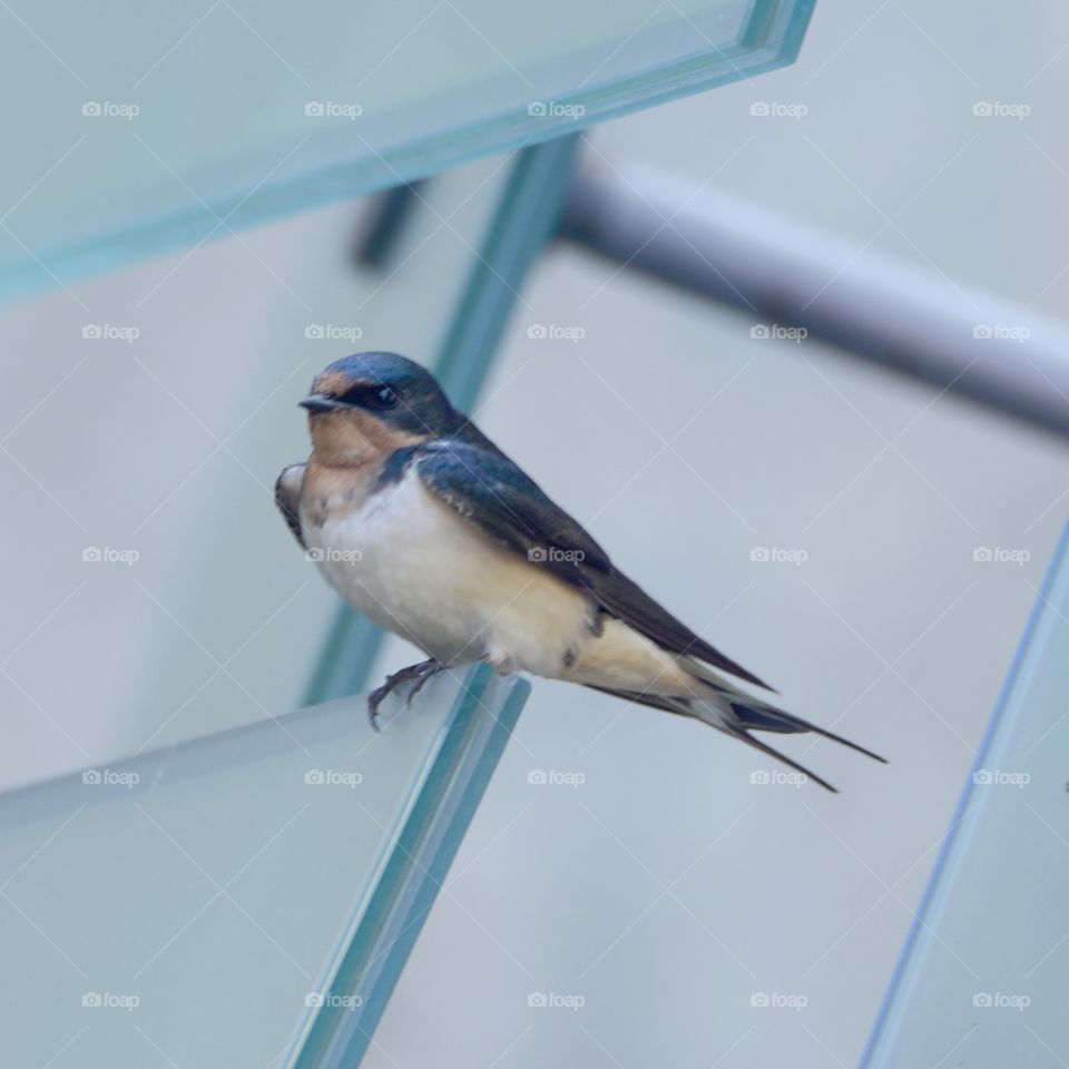 Barn Swallow 