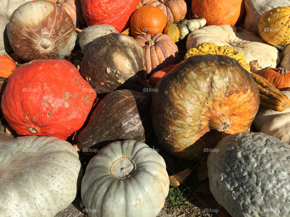 Colorful pumpkins 