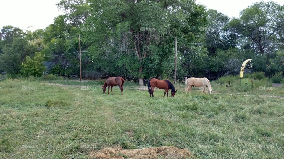 three horses eating grass