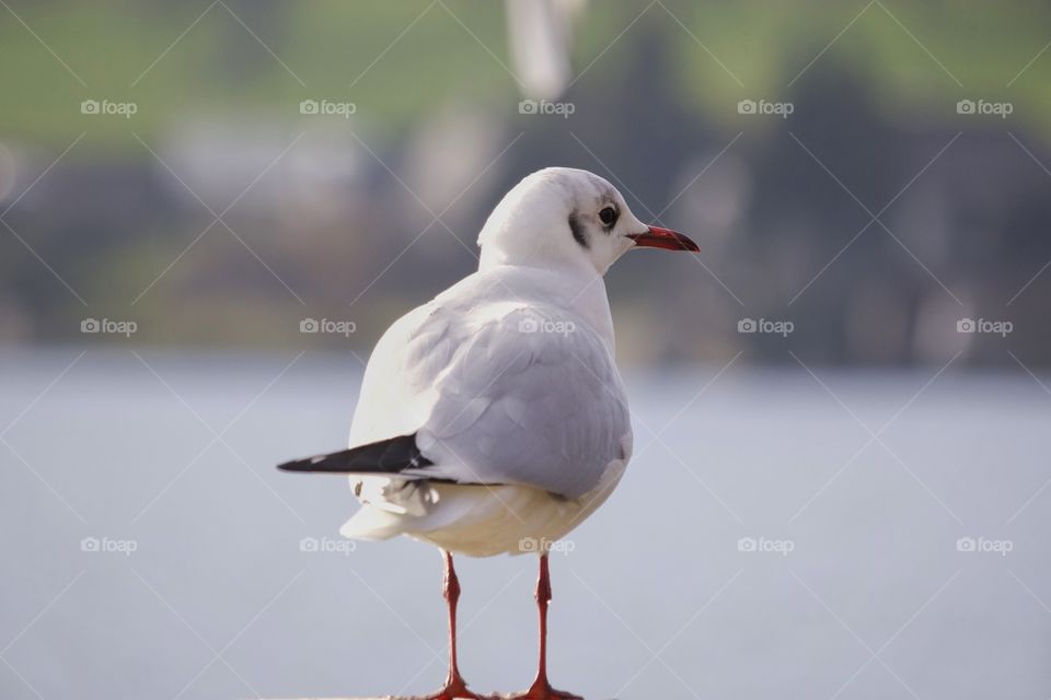 Rear view of a white seagull