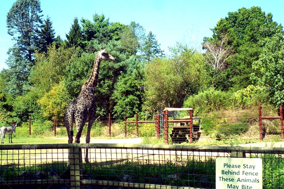 nature trees park zoo by jmh