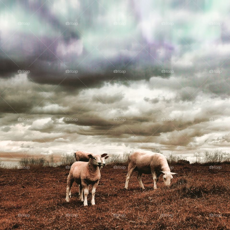 Sheep, Sunset, No Person, Mammal, Farm