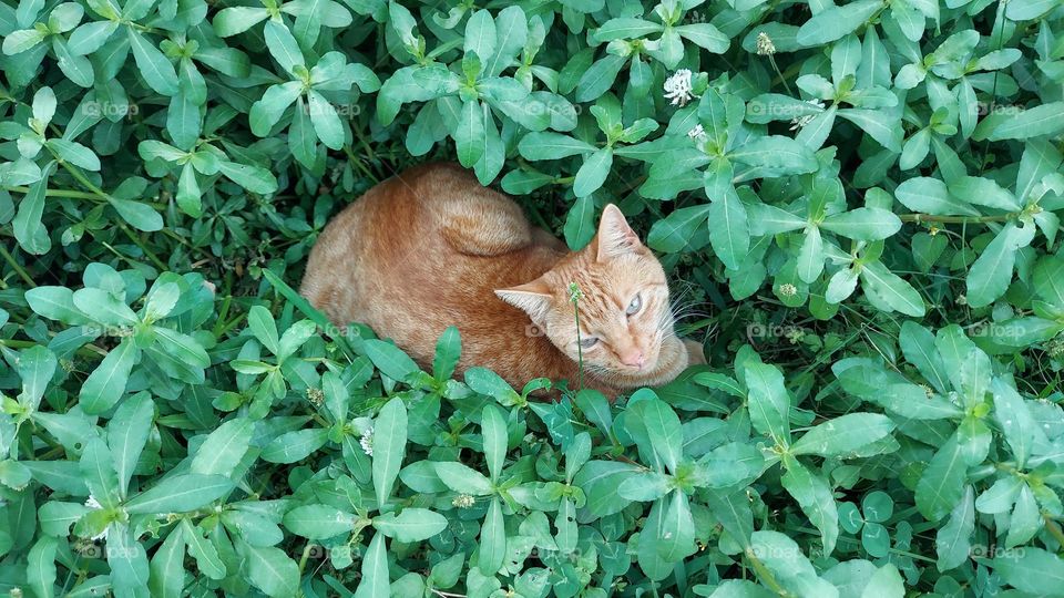 Tabby Cat in Greenery!