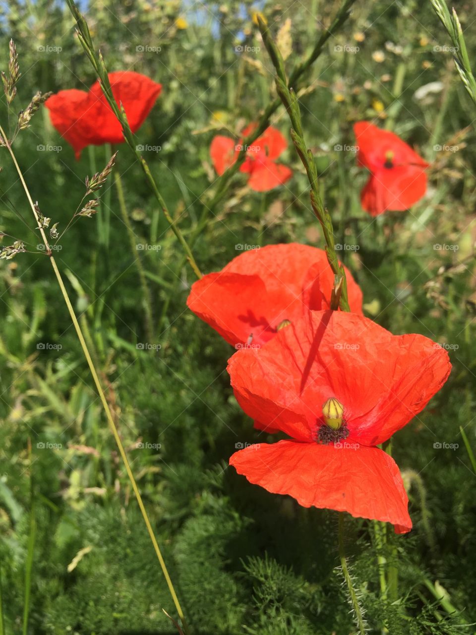 The colors of nature