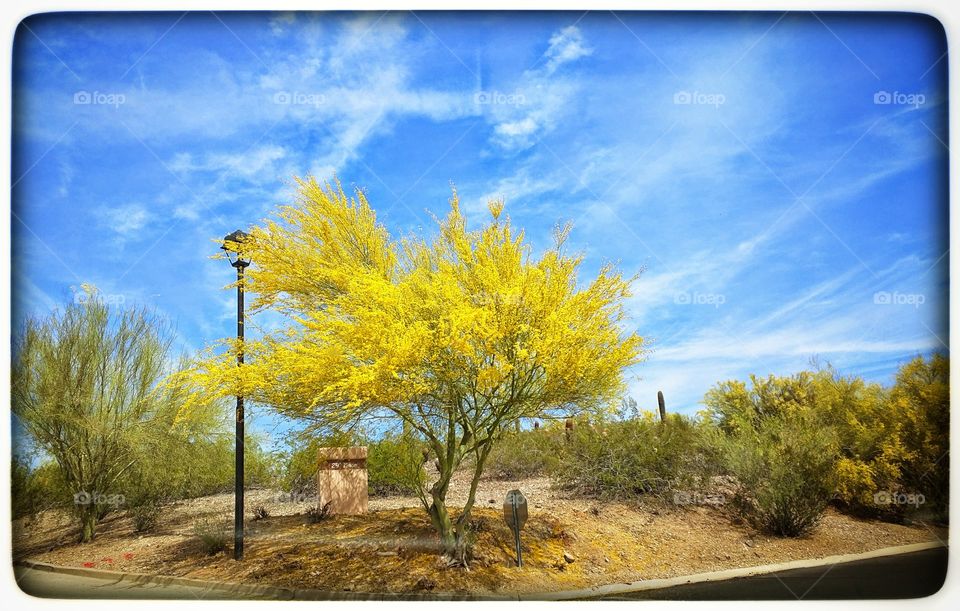 yellow blooming tree blue sky mountain desert. desert yellow blooming tree blue sky mountain