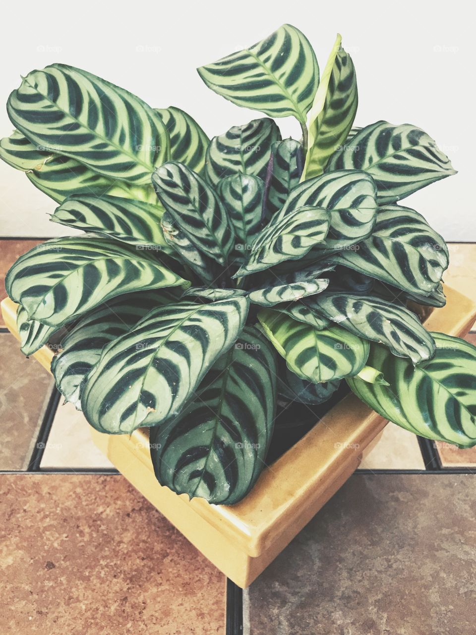 Calathea