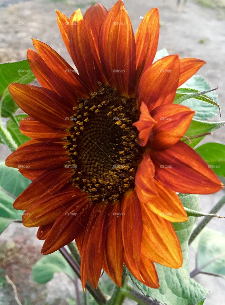 Little boy grows a sunflower. My son brought a seed home from preschool and we nurtured it into this beautiful  colorful sunflower.