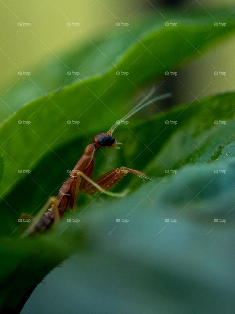 Cute Mantis