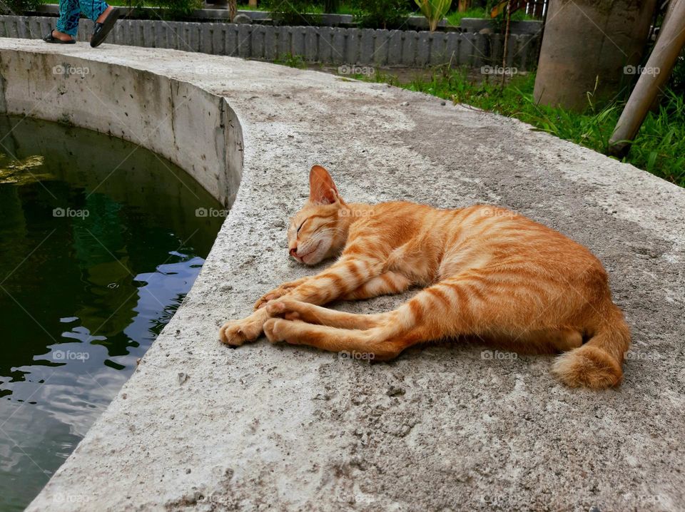 a cat sleeping by the pool