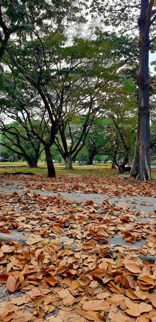 walking through the park among the trees and seeing their fallen leaves as a carpet along the path