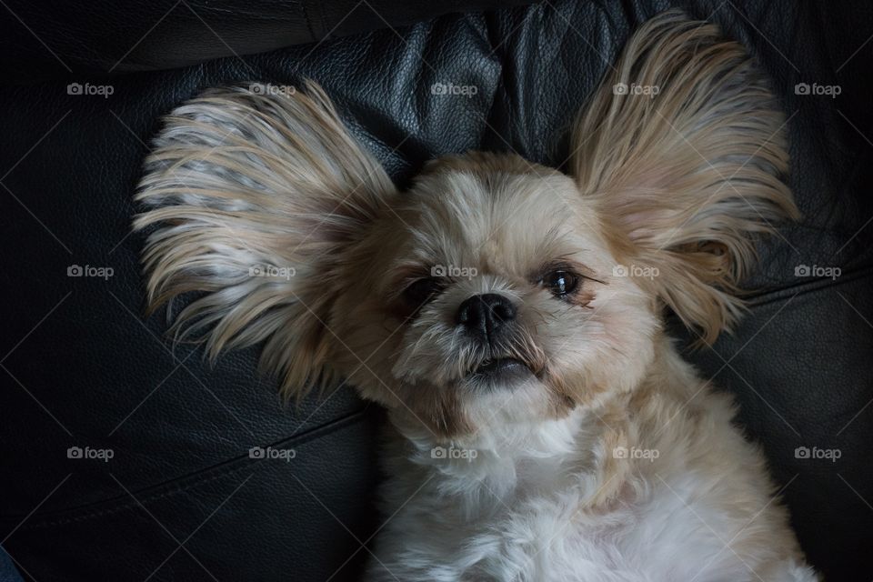 Funny dog laying on his back