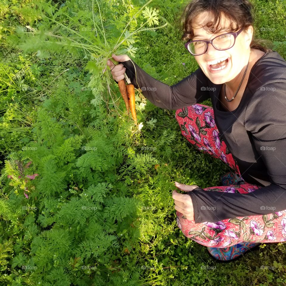 picking carrots