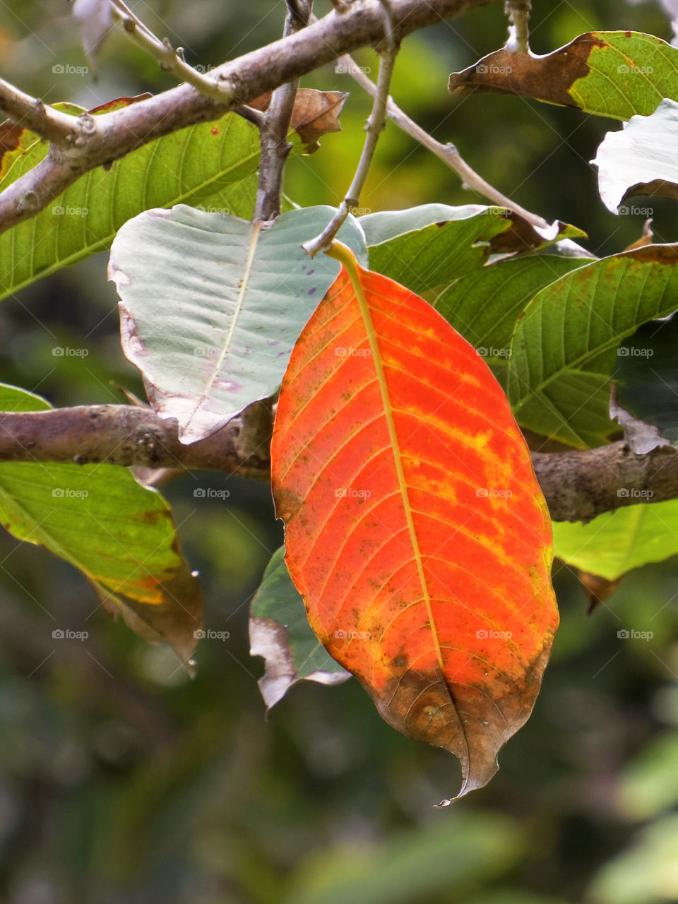 Different. one orange leaf among green leaves