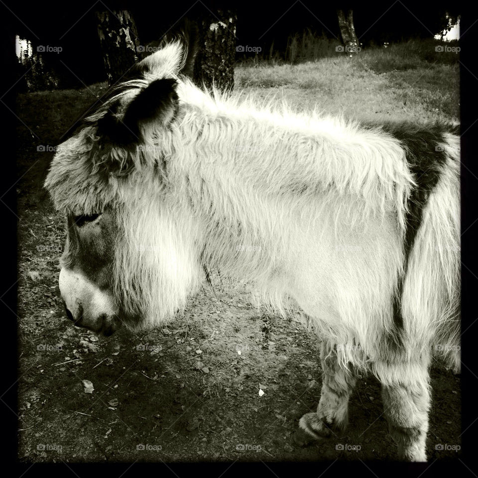 country black and white donkey ranch by ida.arnkvist