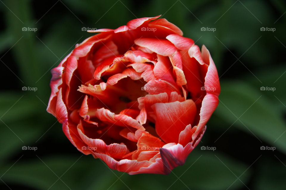 Close-up of red flower