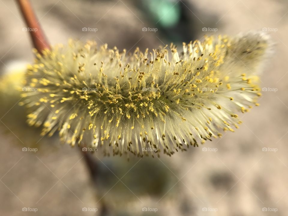 Spring tree 