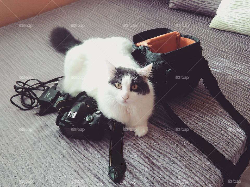 Close-up of cat sitting besides camera