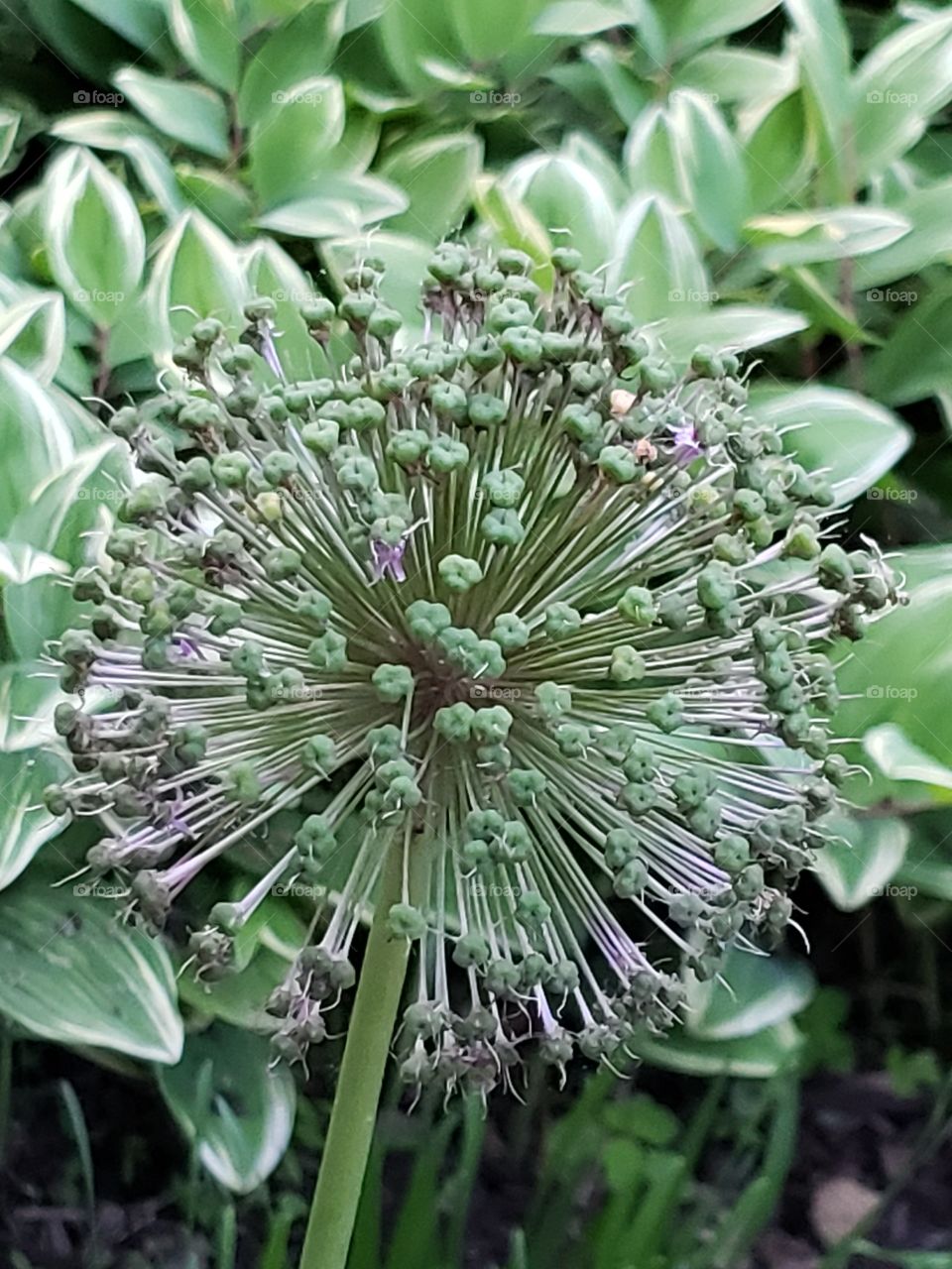 Flowering life cycle of Alums #3