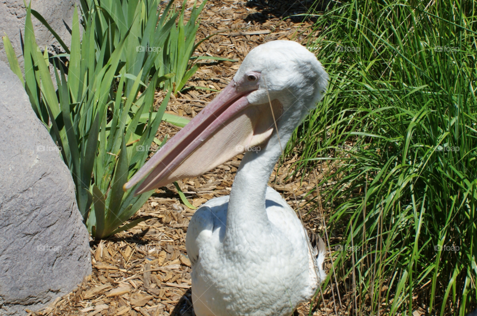 nature grass birds feather by somebeach