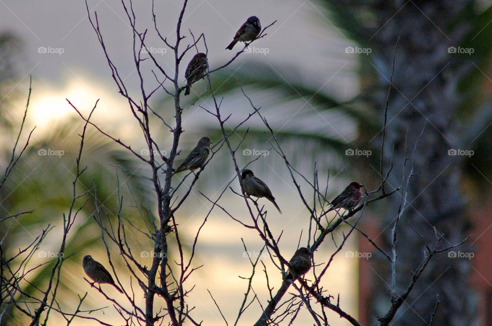 red tree palm birds by mmcook