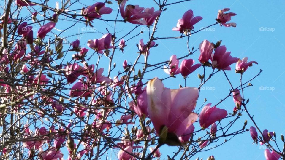Branch, Flower, Nature, Flora, Tree