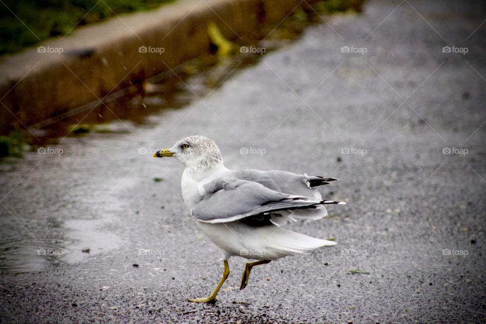 A bird in motion. This bird is a mix of different shades of white and grey.