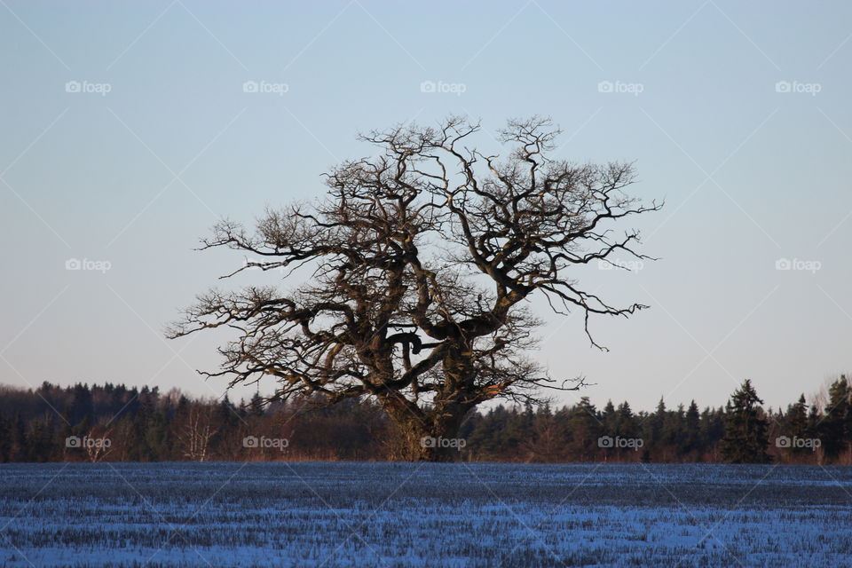 Scenic view of oak tree