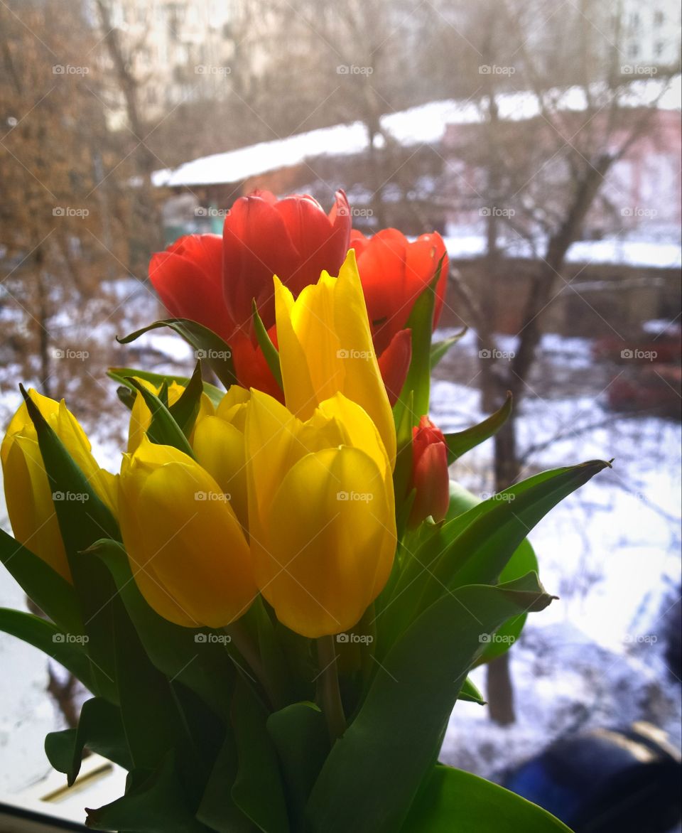 Tulips yellow and red on the window against the background of a snowy yard